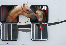 Preventing Exposure to Illness When Traveling with Horses