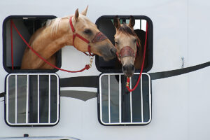Preventing Exposure to Illness When Traveling with Horses