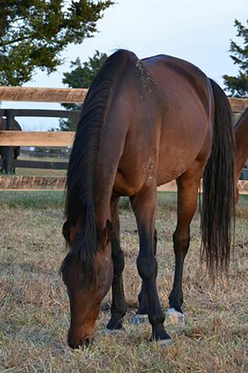 A bay rescue horse