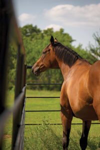 A Thoroughbred horse, In Perpetuity, who was rehomed to the owner of one of her foals