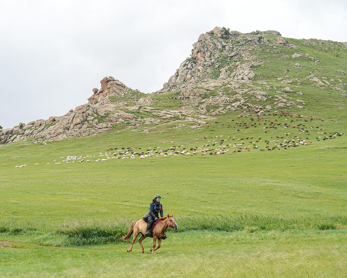 Jessie Dowling gallops past a herd of sheep and goats during the Mongol Derby.