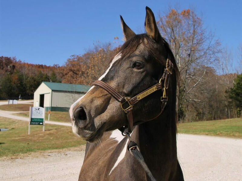 Headshot of a mare