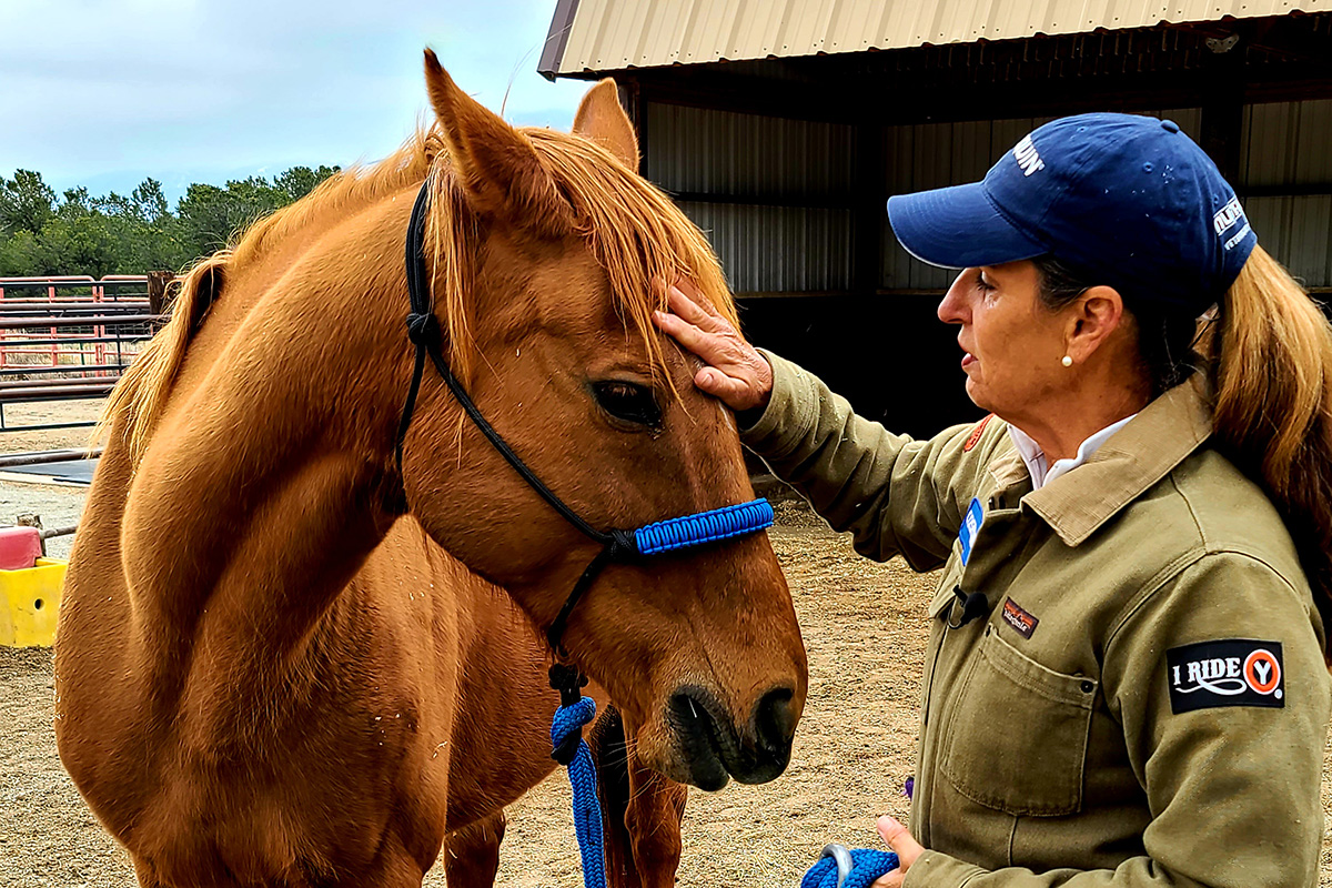Julie working with a chestnut horse