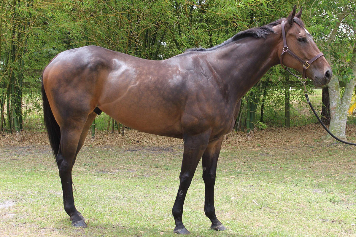 Conformation shot of OTTB gelding up for adoption