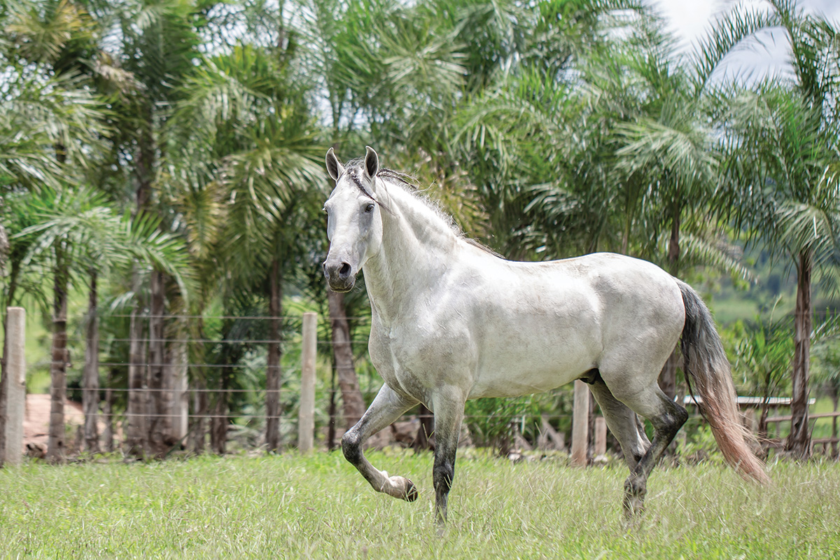 A Mangalarga Marchador, a rare gaited horse breed.