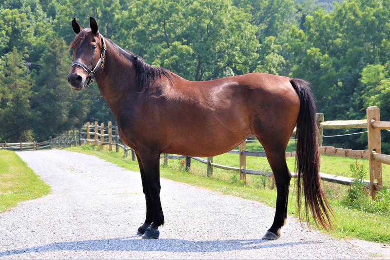 Conformation photo of a bay Warmblood mare
