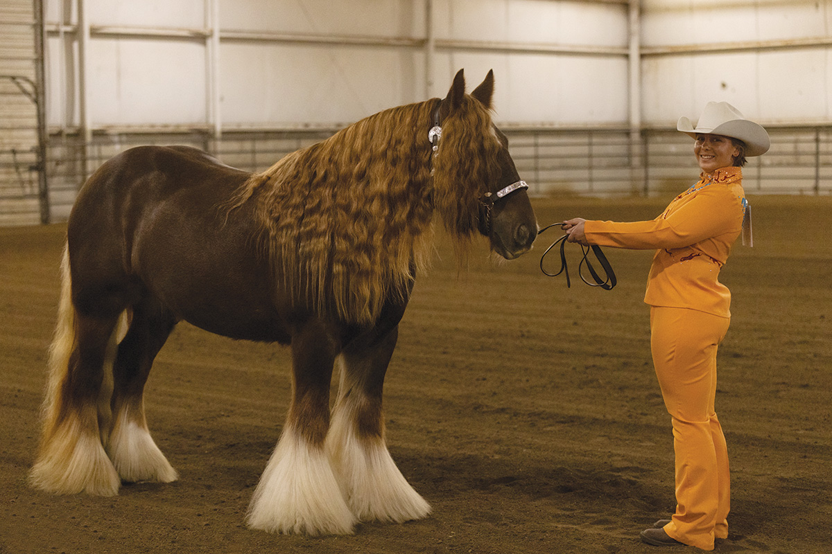 4-H Horse Project student Phoebe shows Phoenix, one of Amanda Ableidinger’s Gypsy horses