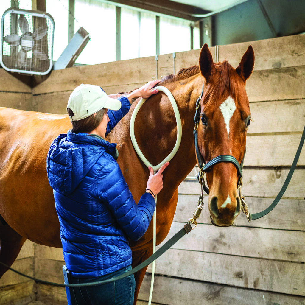 pemf equine therapy