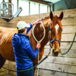 pemf equine therapy