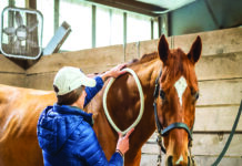 PEMF Equine Therapy pemf equine therapy