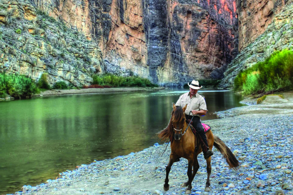 Paso fino horse