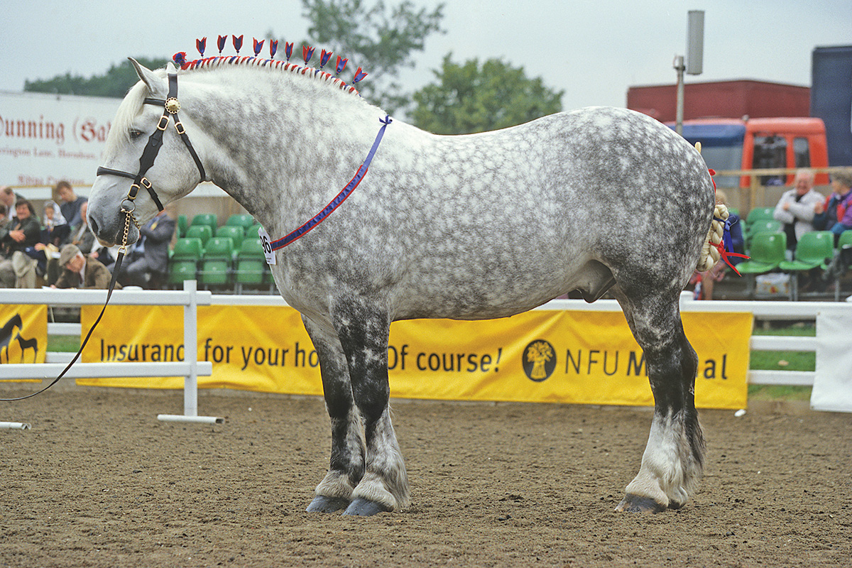 A gray Percheron at a horse show.