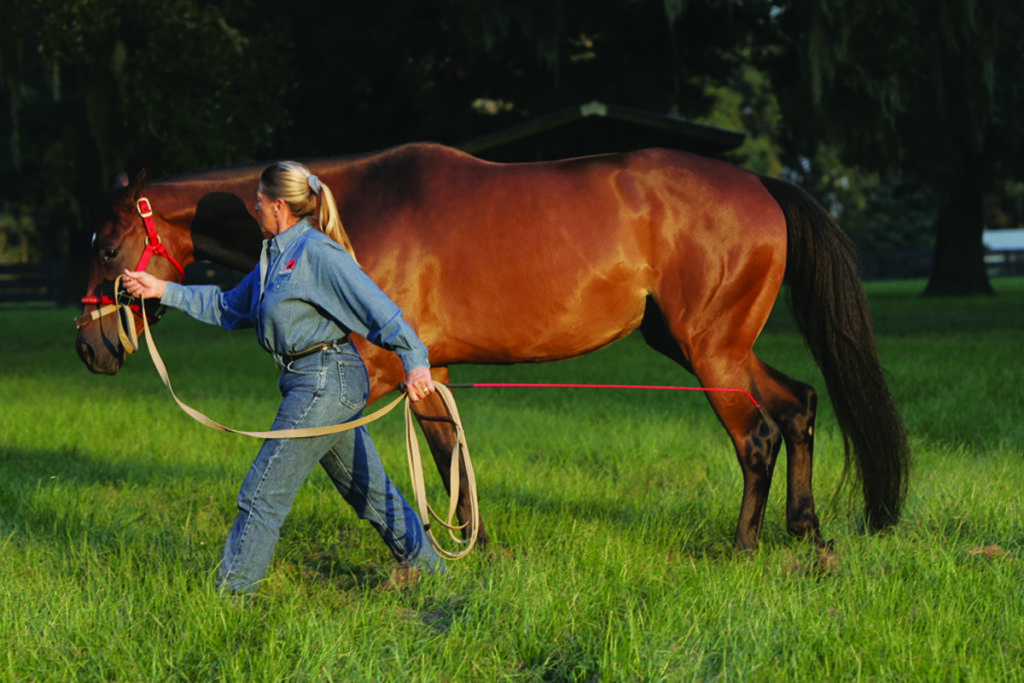 horse without personal space