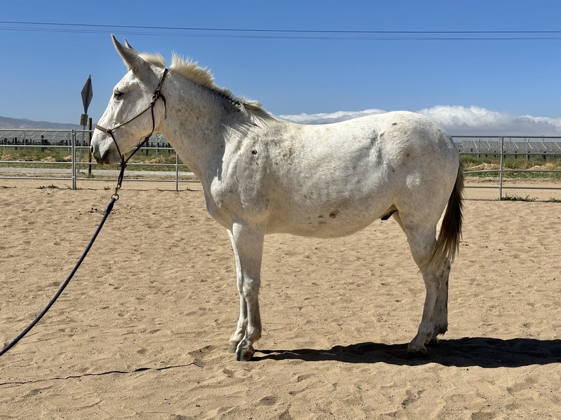 A conformation shot of a gray gelding