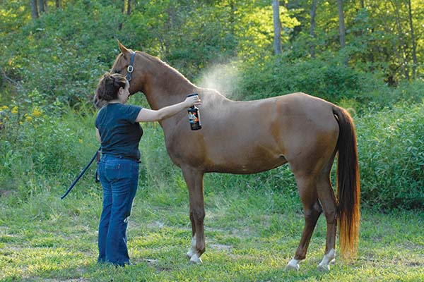 horse being fly sprayed