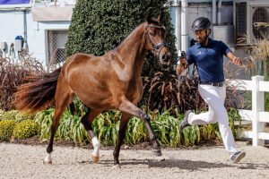 Introduction to Showing Sport Horses in Hand