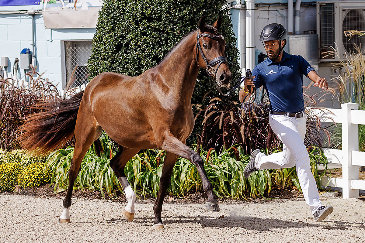 Quinnten Alston showing a horse in hand