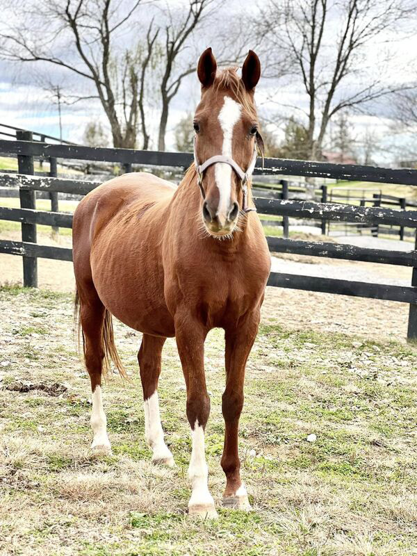 A head-on shot of a chestnut Saddlebred mare in a field