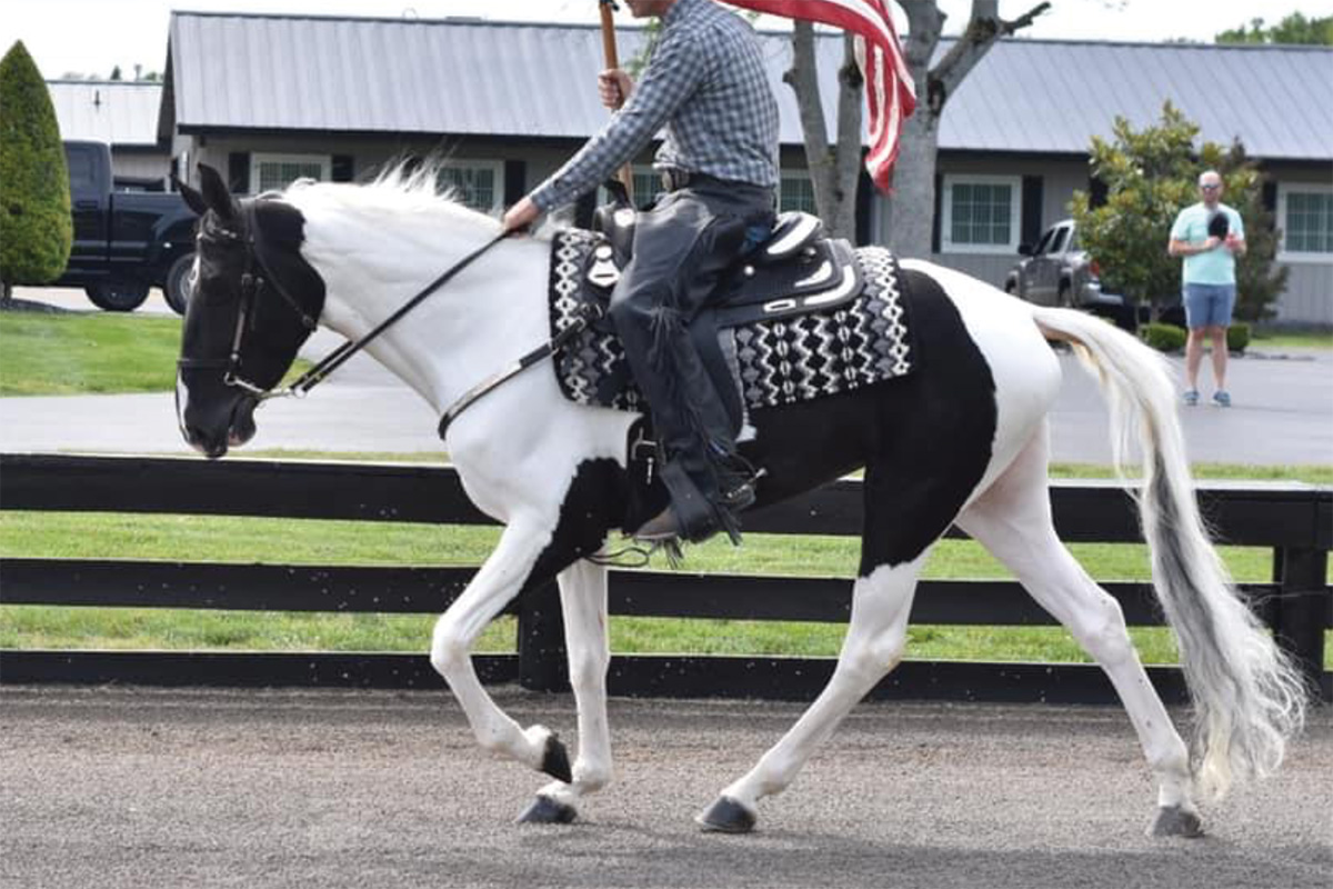 A Spotted Saddle Horse carrying a flag