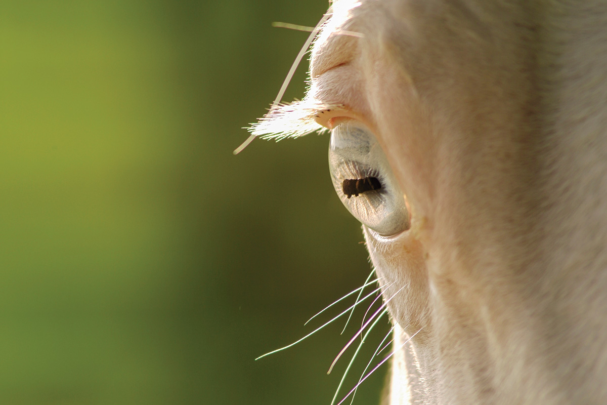 A close-up of a cremello's eye. Horses with lots of non-pigmented skin on their faces, such as cremellos, are at higher risk for squamous cell carcinoma.