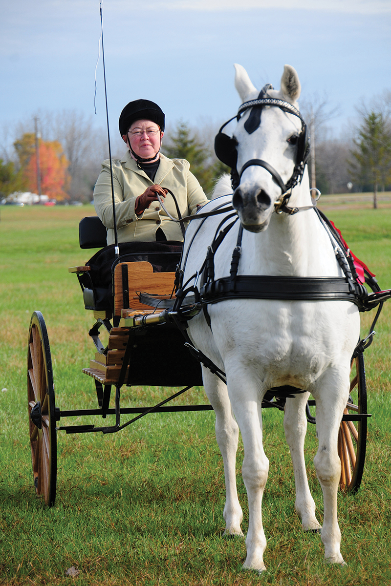 driving horse