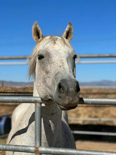 Adoptable horse Tag