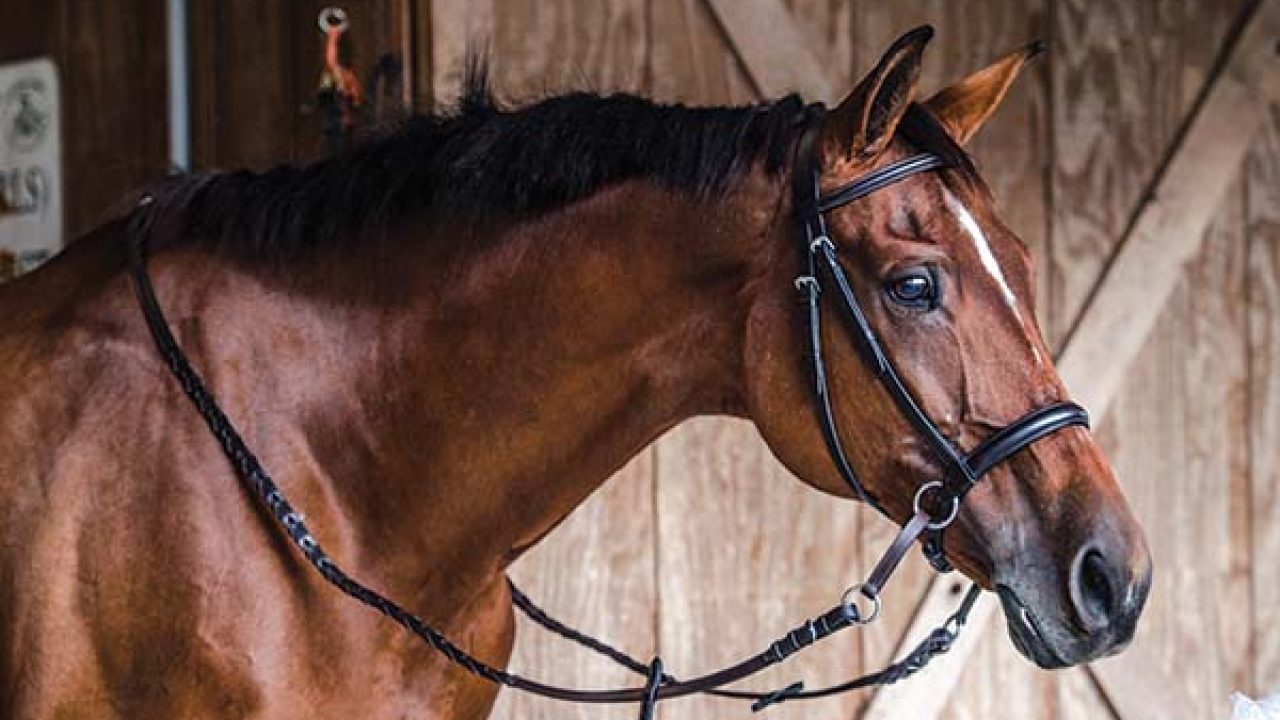 Horse Bridle Without Bit edu.svet.gob.gt