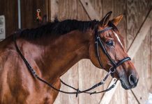 horse in bitless bridle