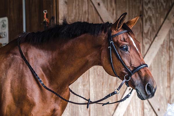 horse in bitless bridle