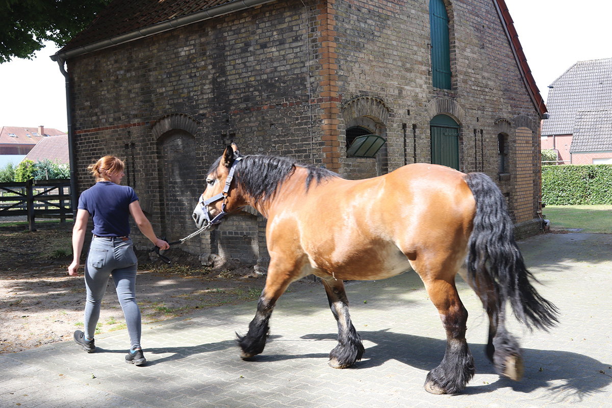 A draft stallion being led.