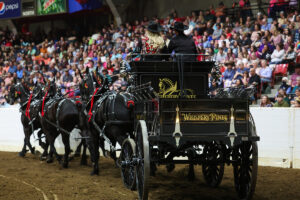 Whispery Pines Percherons: A Family Affair