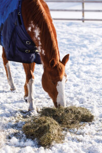 A blanketed horse eats hay on the snow. A high-forage diet is an important component of cold weather horse care.