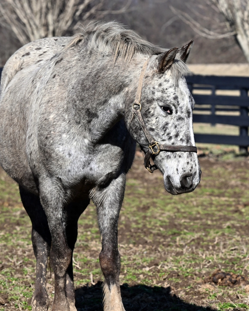 An Appaloosa mare.
