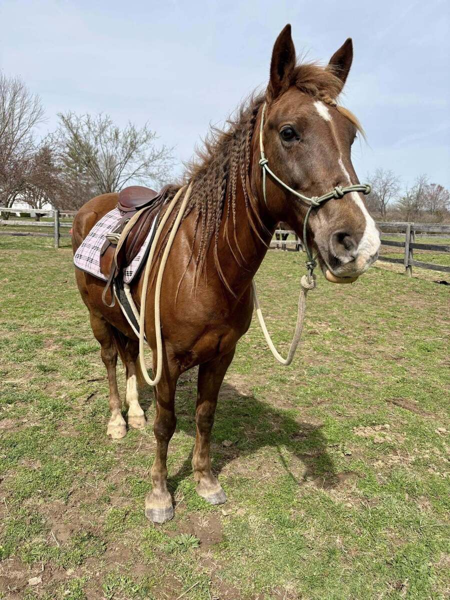 A chestnut mare under tack.