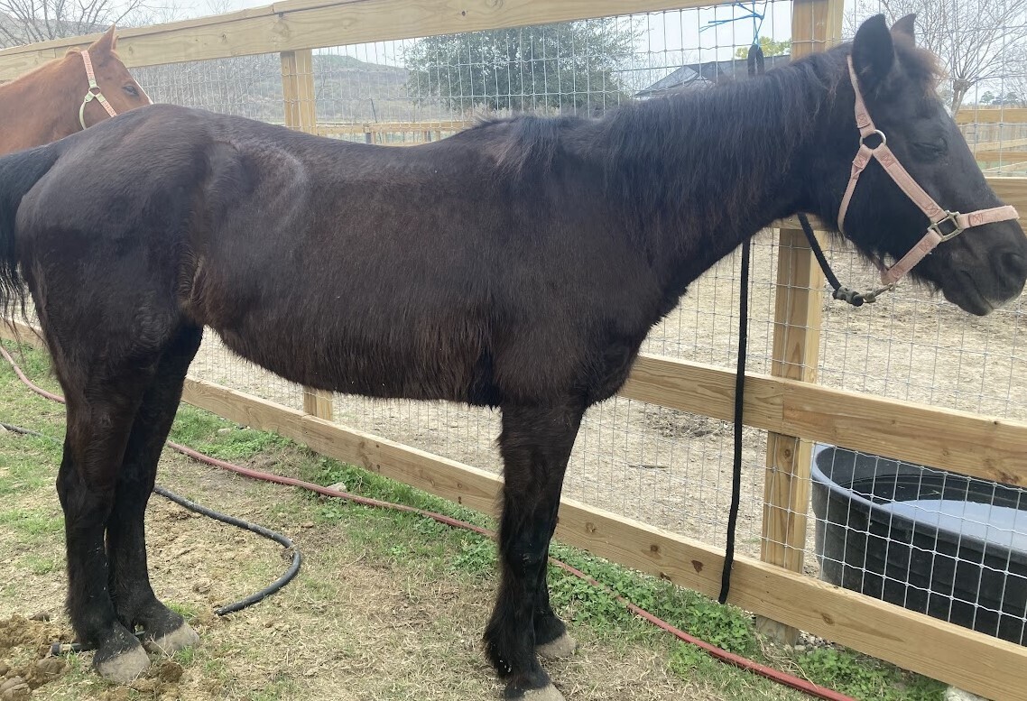 A rescued black Standardbred mare.