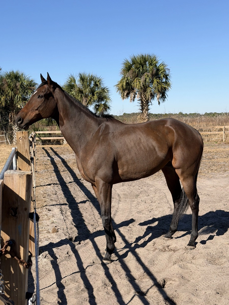 A bay Thoroughbred gelding.