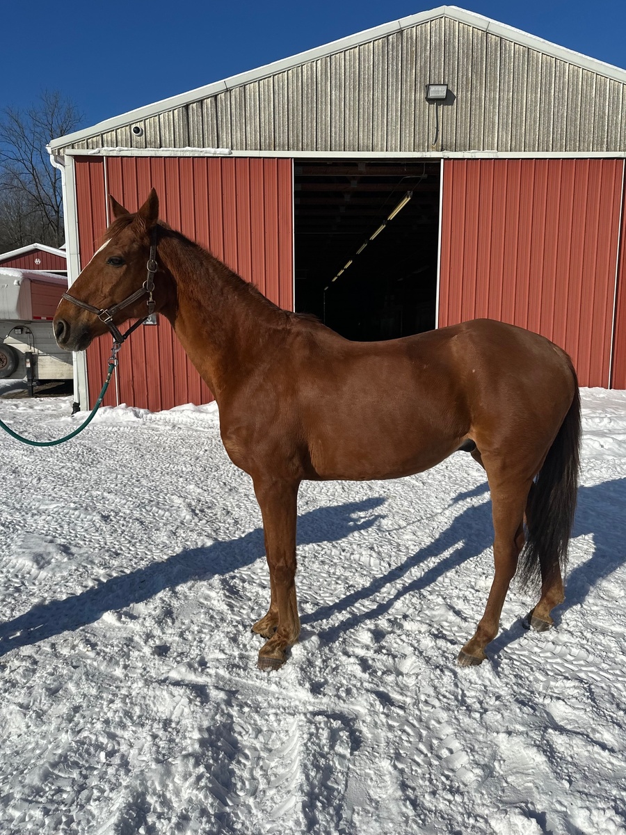 A conformation shot of a chestnut Thoroughbred gelding in the snow.
