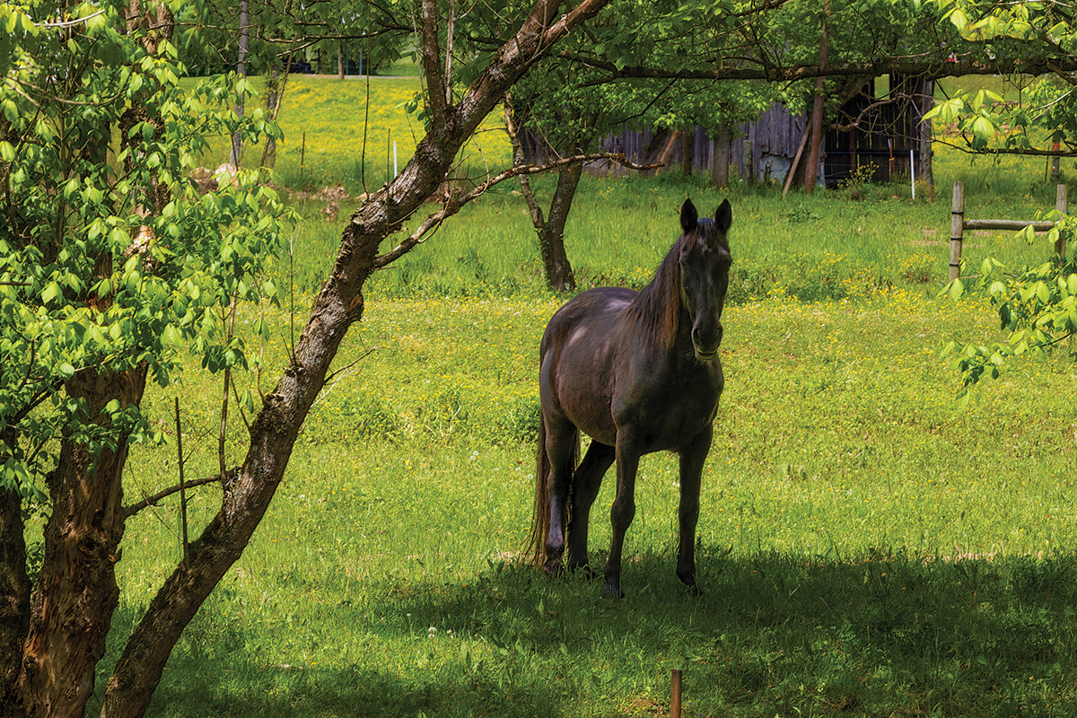 A gelding standing alone in a field