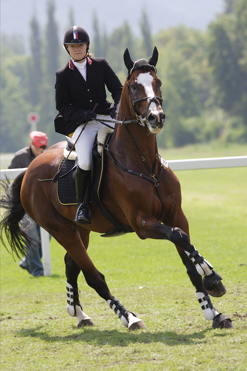 A show jumping competition.