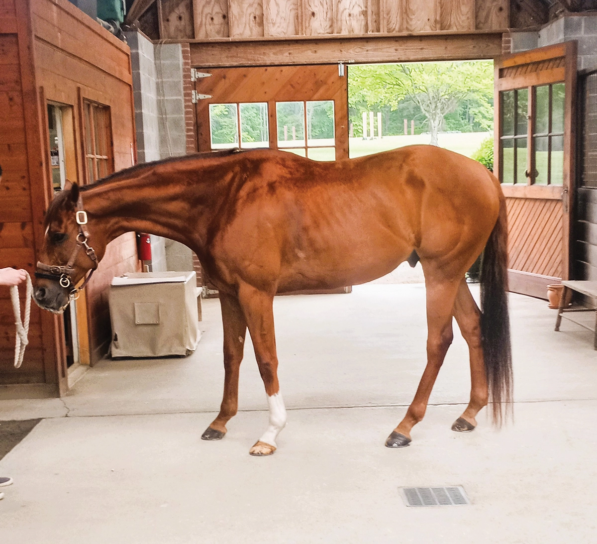 A horse that overcame asymmetry with proper groundwork.