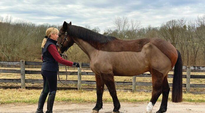 A woman backing up her horse.