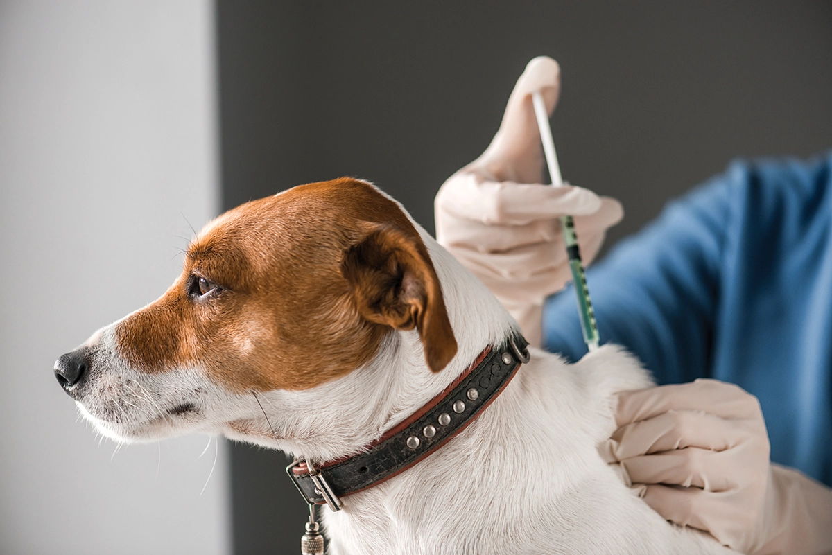 A Jack Russell receiving a vaccine.