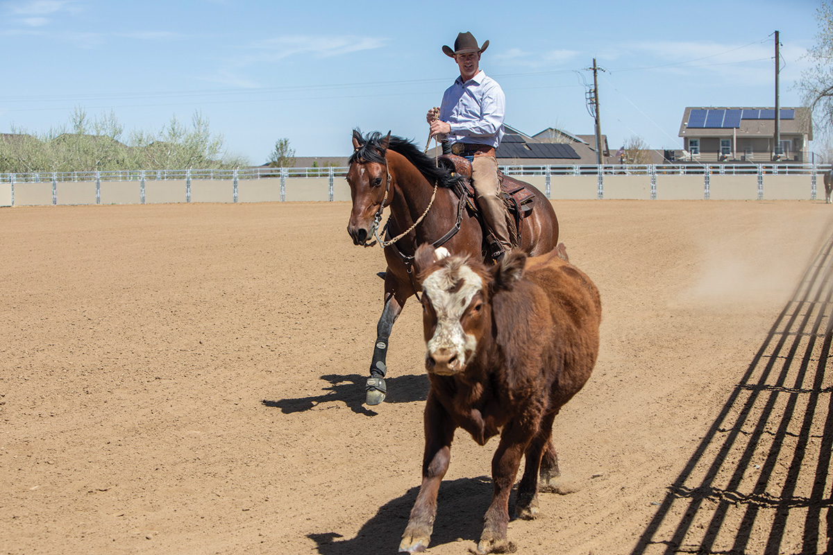 A horse and rider performing cattle work