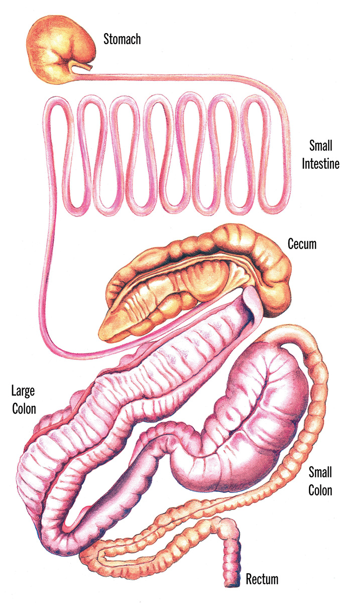 An illustration of a horse's cecum, which is where cecal impaction occurs.
