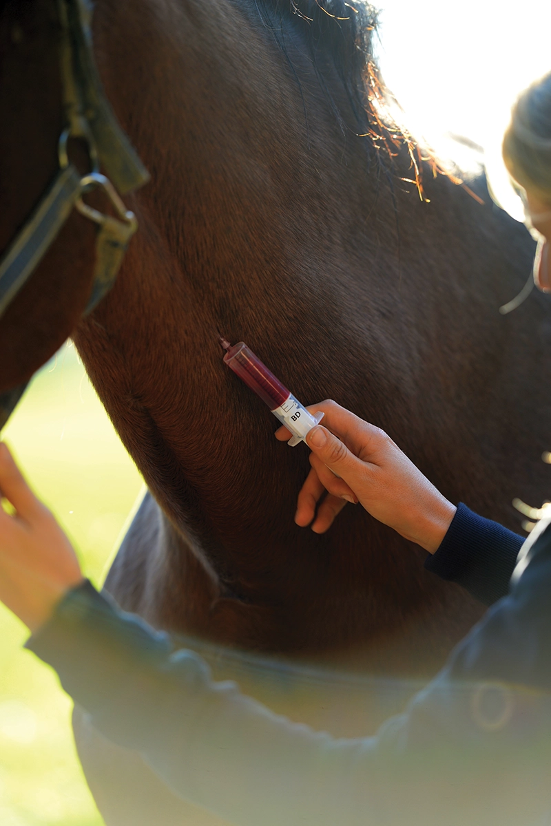 An equine vet administers a blood draw.