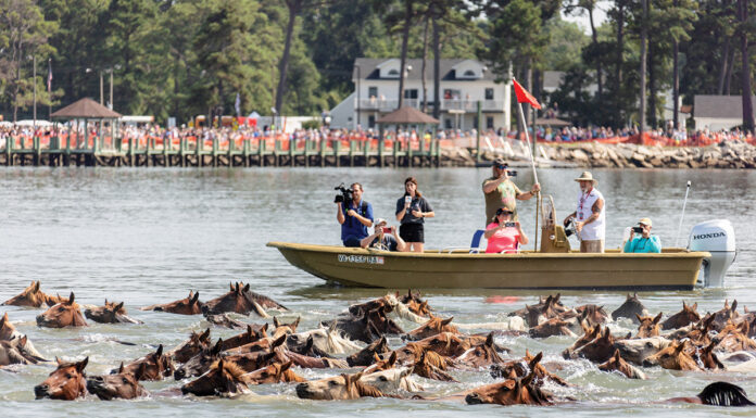 The Pony Swim during Chincoteague Pony Penning Week.