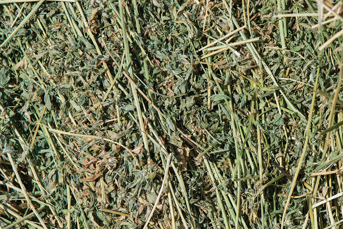 A close-up of alfalfa.