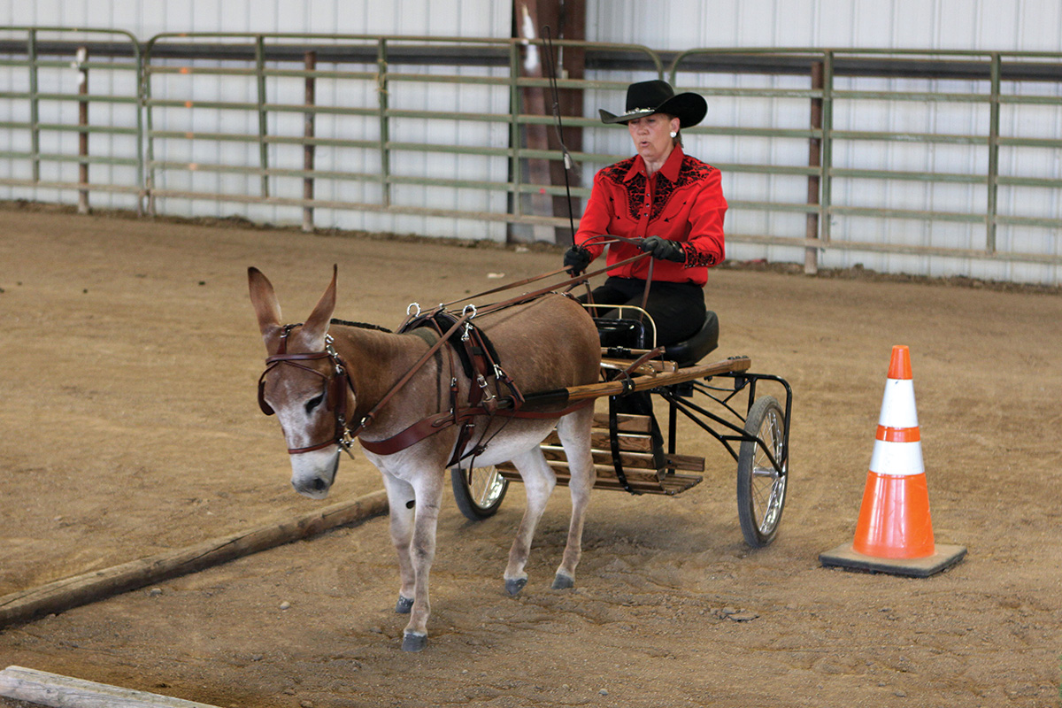 A donkey pulling a small carriage at a donkey show