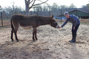 An Unlikely Friend: Adopting a Companion Donkey