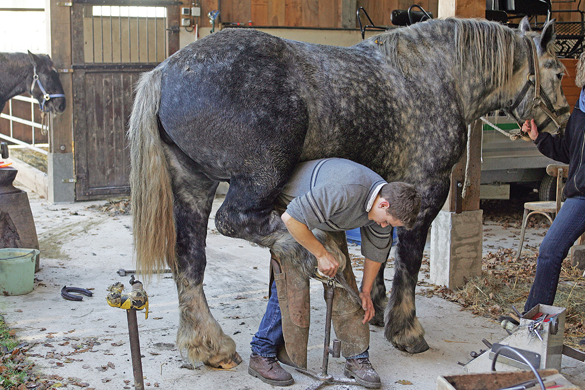 A farrier working on a draft horse. Hoof care can be more expensive for draft horses.